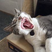 Image result for Happy Cat Sounds