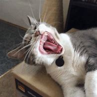 Image result for scream cats memes funniest