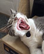 Image result for Yelling Crying Cat Meme
