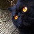 Image result for Spooky Black Cat Art