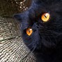 Image result for Black Cat Halloween PFP