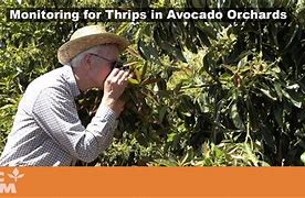 Image result for "avocado-thrip"