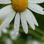 Image result for Nipsy Daisies Seeds