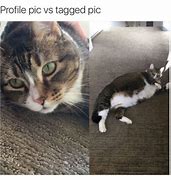 Image result for Vet Sign Fat Cat Meme