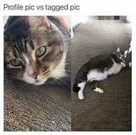 Image result for Cat Meme iPhone and Android