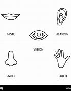 Image result for 5 Senses Visual