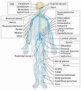 Image result for Movement Nerves for Kids