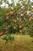 Image result for Red Apple Tree Leaves