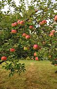 Image result for Images of Apple Trees