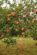 Image result for Callbind Apple Trees