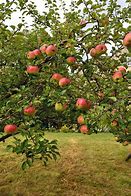 Image result for Apple On a Tree