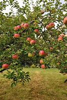 Image result for Small Apple Plant