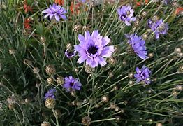 Image result for Catananche caerulea