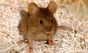 Image result for Doogie Mouse