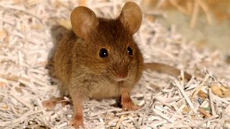 Image result for Big Brown Mouse