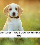 Image result for Respect Dog Meme