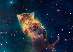 Image result for Galaxy Cat Tripping