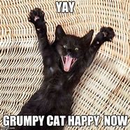 Image result for Grumpy Cat Yay Meme