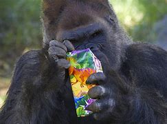 Image result for Gorilla Birthday