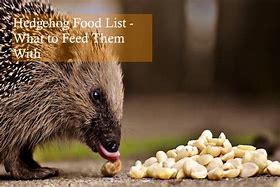 Image result for Hedgehog Food List