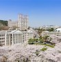 Image result for Yeouido Seoul Cherry Blossom