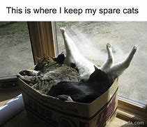Image result for Cat Memes Not Clean