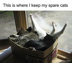 Image result for Pet Cat Meme