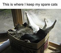 Image result for Best Cat Memes in the World
