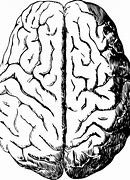 Image result for Brain Outline