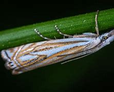 Image result for Moth Proboscis