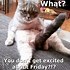 Image result for Almost Friday Funny Pictures