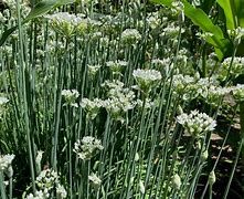 Image result for Chinese Leeks Garlic Chives