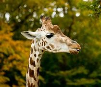 Image result for Cutest Giraffe