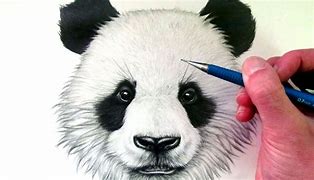 Image result for pandas head draw