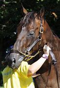 Image result for Belmont Stakes Horses