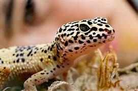 Image result for Reptile Feeding