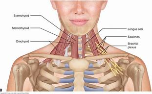 Image result for anterior