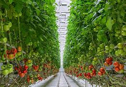 Image result for Vertical Tomato Garden