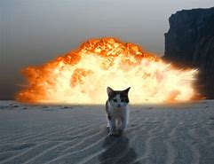Image result for Cat Explosion