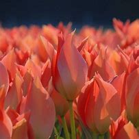Image result for Tulipa batalinii Salmon Gem