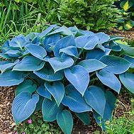 Image result for Hosta Doozy