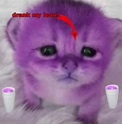 Image result for Cat Drinking Meme