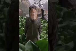 Image result for Bird Staring Meme