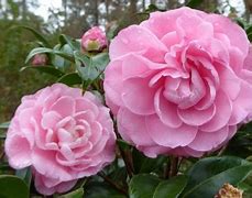 Bildergebnis für Camellia japonica Nuccios Cameo