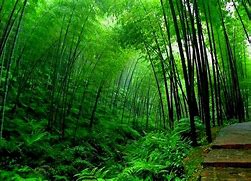Image result for Chinese Bamboo Mat Wallpaper
