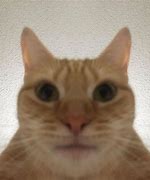 Image result for Intense Staring Cat Meme