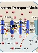 Image result for Sistem Transpor Elektron