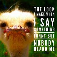 Image result for Funny Animals Kids Friendly
