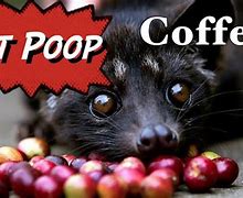Image result for Most Expensive Cat Poop Coffee