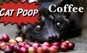 Image result for Cat Poo Coffee Meme